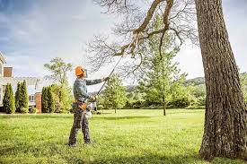 Saratoga, CA Tree Removal and Landscaping Services Company